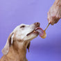 A brown and white dog enjoys Big Spoon Roasters Banana Flax Wag Butter for dogs from a spoon held by a person’s hand against a purple background.