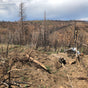 A barren hillside with dry trees reveals wildfire aftermath. Grove Co.’s Tree Planting: California Wildfire Restoration helps bring native plants back, restoring balance to these damaged California landscapes.