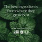 Close-up of green mint leaves with white text: The best ingredients from where they grow best—like methylfolate in New Chapters One Daily Prenatal Multivitamin. Below are Non-GMO, NSF, and Kosher logos with Third Party Validated.
