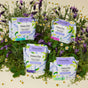 Four The Honeypot Company 100% Organic Cotton Cover Calming Herbal Infusion Regular Pads are arranged among blooming wildflowers and greenery, set against a neutral background.