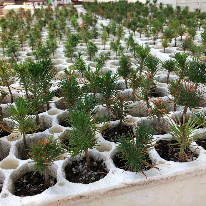 Grove Co.’s Tree Planting: California Wildfire Restoration seedlings are nurtured in white trays from native California stock, supporting the Arbor Day Foundation’s reforestation efforts.