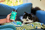 A person holds Aunt Fannies Carpet Refresher for Cats, a pet bed deodorizer, next to a black and white cat lying on blankets on a blue couch with two blue cat toys nearby.