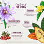 Illustration of four featured herbs—damiana, passionflower, hawthorn, and cacao—with brief descriptions of their emotional and nervous system benefits as found in WishGarden Herbs Liquid Bliss Peace herbal supplement for mood support.