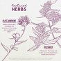 Line drawings of elecampane and pleurisy illustrate WishGarden Herbs Serious Cough: elecampane calms coughs and supports lung health, while pleurisy aids respiratory function. Statements not evaluated by the FDA.