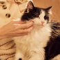 A person wearing a cream-colored sweater gently strokes the chin of a fluffy black and white cat, who appears relaxed and content.