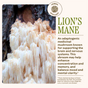 In the image, Brain Bloom Capsules by Wooden Spoon Herbs are shown with a “Herbal Spotlight” badge, featuring lion’s mane mushrooms in cascading, shaggy strands and text highlighting their nootropic and brain-supportive benefits.