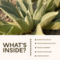 Close-up of soft, fuzzy green leaves in soil. Below, text reads WHAT’S INSIDE? Organic mullein leaf, marshmallow root, elderberry, elderflower & rosehips—key herbs in Wooden Spoon Herbs Elderberry Lung Support Tonic for immune and respiratory health.
