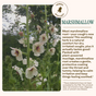 A close-up of blooming marshmallow plants with pale pink flowers. Text highlights Wooden Spoon Herbs’ Elderberry Lung Support Tonic’s soothing effects for coughs, and includes a disclaimer about FDA evaluation.