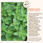 Close-up of oregano leaves with text sharing how Wooden Spoon Herbs Oregano Daily Wellness Capsules support digestion, soothe airways, and boost immunity—highlighted as a Herbal Spotlight.