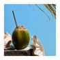 A green coconut with a straw sits on stone next to Drifts Single Wood Car Air Freshener Starter Kit, surrounded by white seashells, under a bright blue sky with palm fronds in the top right corner.