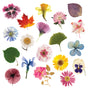 Elseware Unplug’s Flower Press DIY features colorful dried daisies, pansies, irises, and assorted foliage beautifully arranged on a white background.