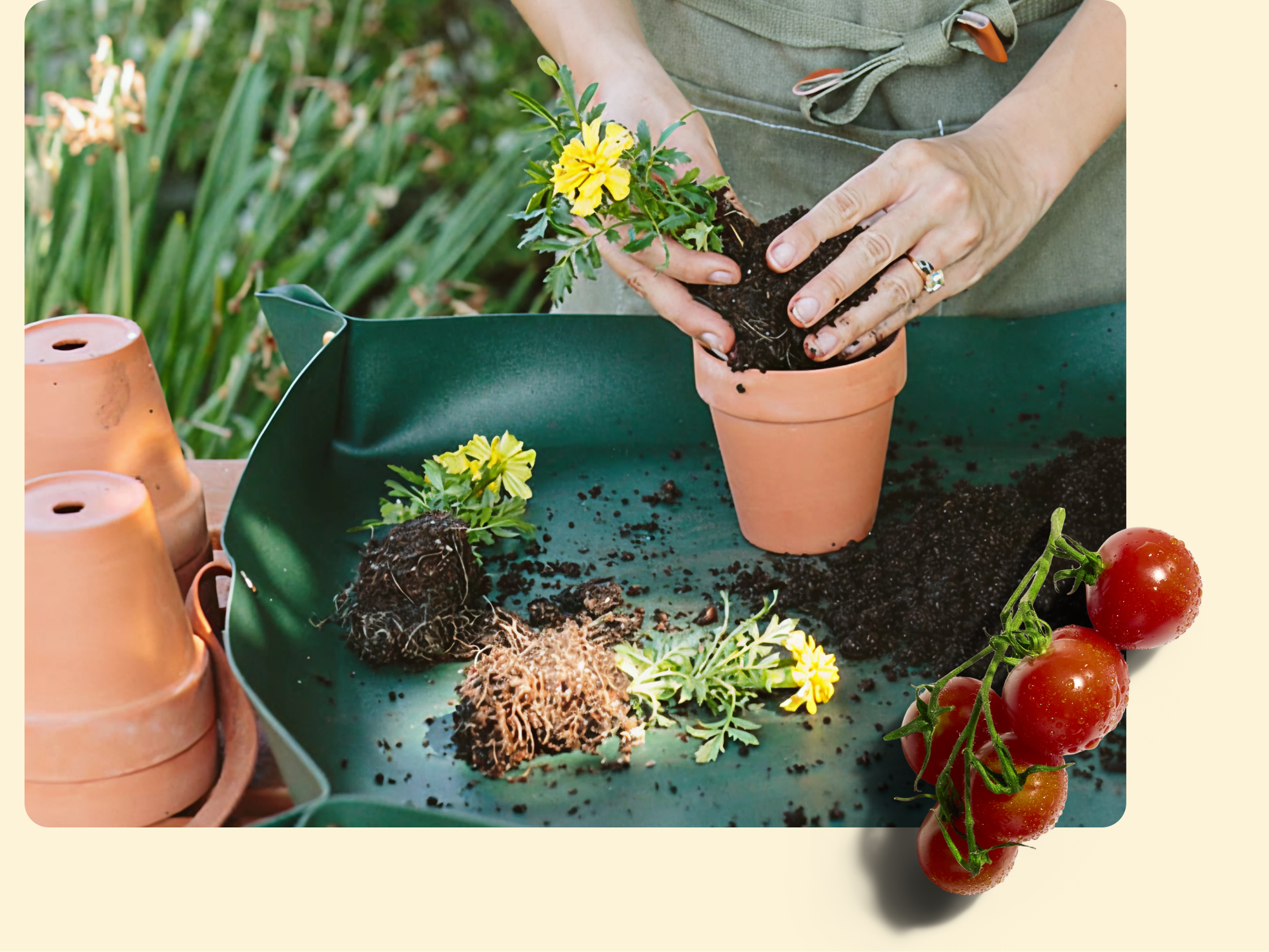 A person wearing an apron plants a yellow marigold in a small terracotta pot on a green tray with soil. Other pots and marigold plants are nearby. Tomatoes are placed at the bottom right.