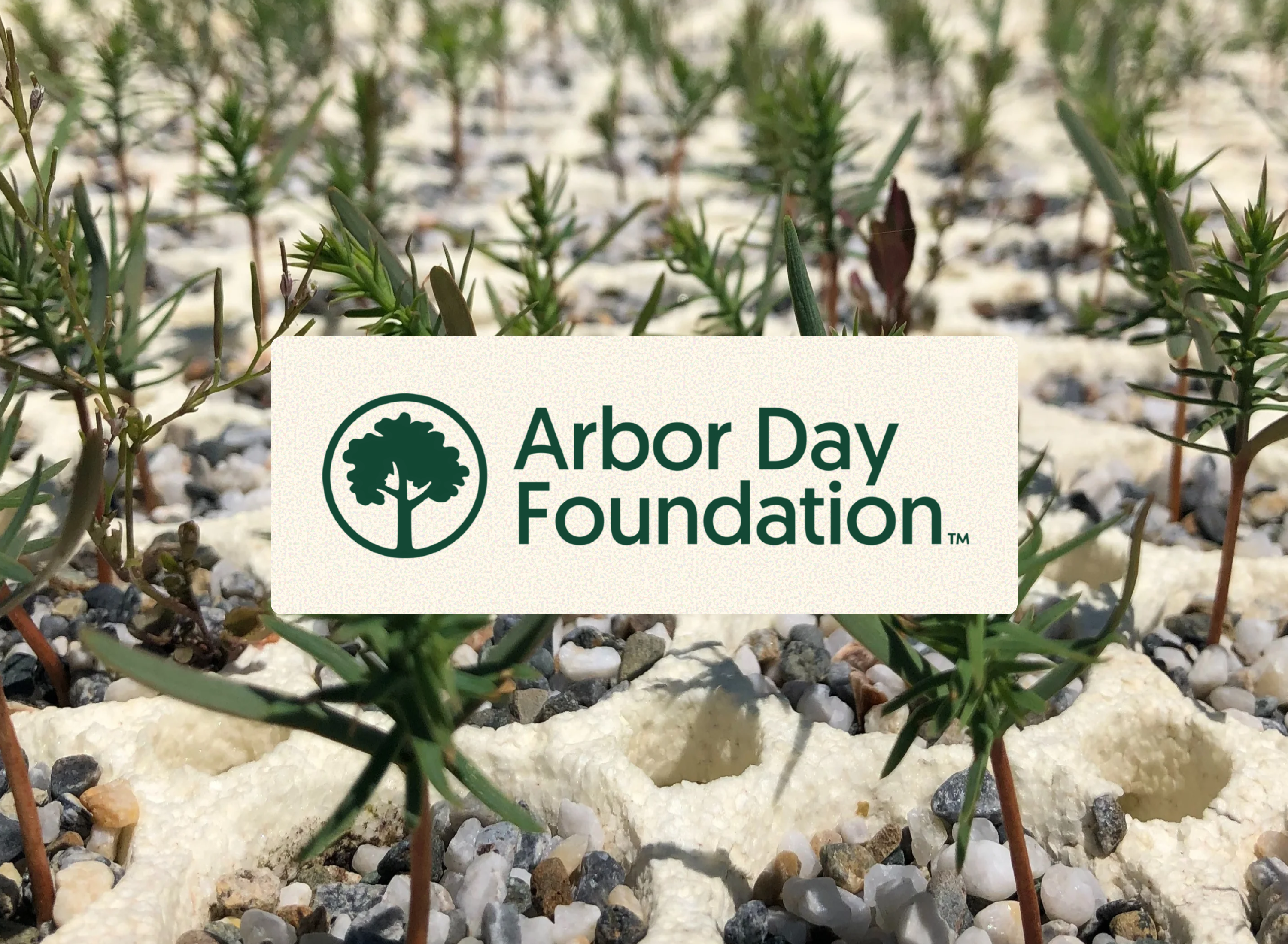 Arbor Day Foundation logo over a background of young trees and stones.