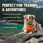 A brown and white dog lounges on a rock by a lake, holding Jiminy's Chewy Pumpkin & Carrot Training Treats—nutritious, hypoallergenic dog treats with just 3 calories each, easy to hold, non-greasy, and made from cricket protein.
