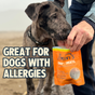 On a beach, someone gives a large gray and black dog an orange bag of Jiminy's Chewy Pumpkin & Carrot Training Treats. The image text says: Great for dogs with allergies.