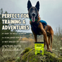 A brown dog wearing a harness stands on a mossy rock next to a bag of Jiminy’s Chewy Sweet Potato & Peas Training Treats—perfect for training, easy to hold, low calorie, non-greasy, nutrient-packed, and hypoallergenic.