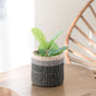 A small plant with broad green leaves sits in the LIKHA Abaca Cylinder Tabletop Basket, handcrafted from black and beige Abaca fiber, on a light brown table. A wooden chair with a fan-shaped back appears in the background.
