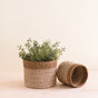 Two LIKHA Abaca Cylinder Tabletop Baskets (nested set of 2), ethically crafted from abaca fiber, rest on a light wooden surface; one contains a small green plant, the other lies empty and on its side against a beige background.