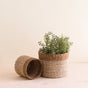 The LIKHA Abaca Cylinder Tabletop Basket, a nested set of 2 handcrafted baskets, sits on a light wooden surface—one holds a small green plant and the other rests empty on its side against a beige background.