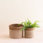 The LIKHA Abaca Cylinder Tabletop Baskets, a nested set of 2, are displayed on a light wooden surface; the smaller basket holds a leafy green plant, while the larger one is empty against a plain cream background.