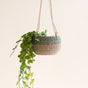 The LIKHA Abaca Round Hanging Planter, crafted from abaca fiber, displays a green leafy plant with trailing vines and is suspended by ropes against a light beige background.