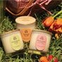 Three Summer Signature Candles by Pacha Soap Co.—Watermelon & Mint, Peach & Thyme, and Strawberry & Basil—rest on grass near tulips and a picnic basket. Sunlight highlights these clean-burn candles in a charming outdoor scene.