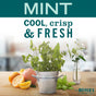 A metal pot of fresh mint sits next to sliced citrus, basil, and a white flower vase. Above: MINT COOL, crisp & FRESH. Discover Mrs. Meyer's Hand Soap Spring Collection in limited-edition scents for the season.