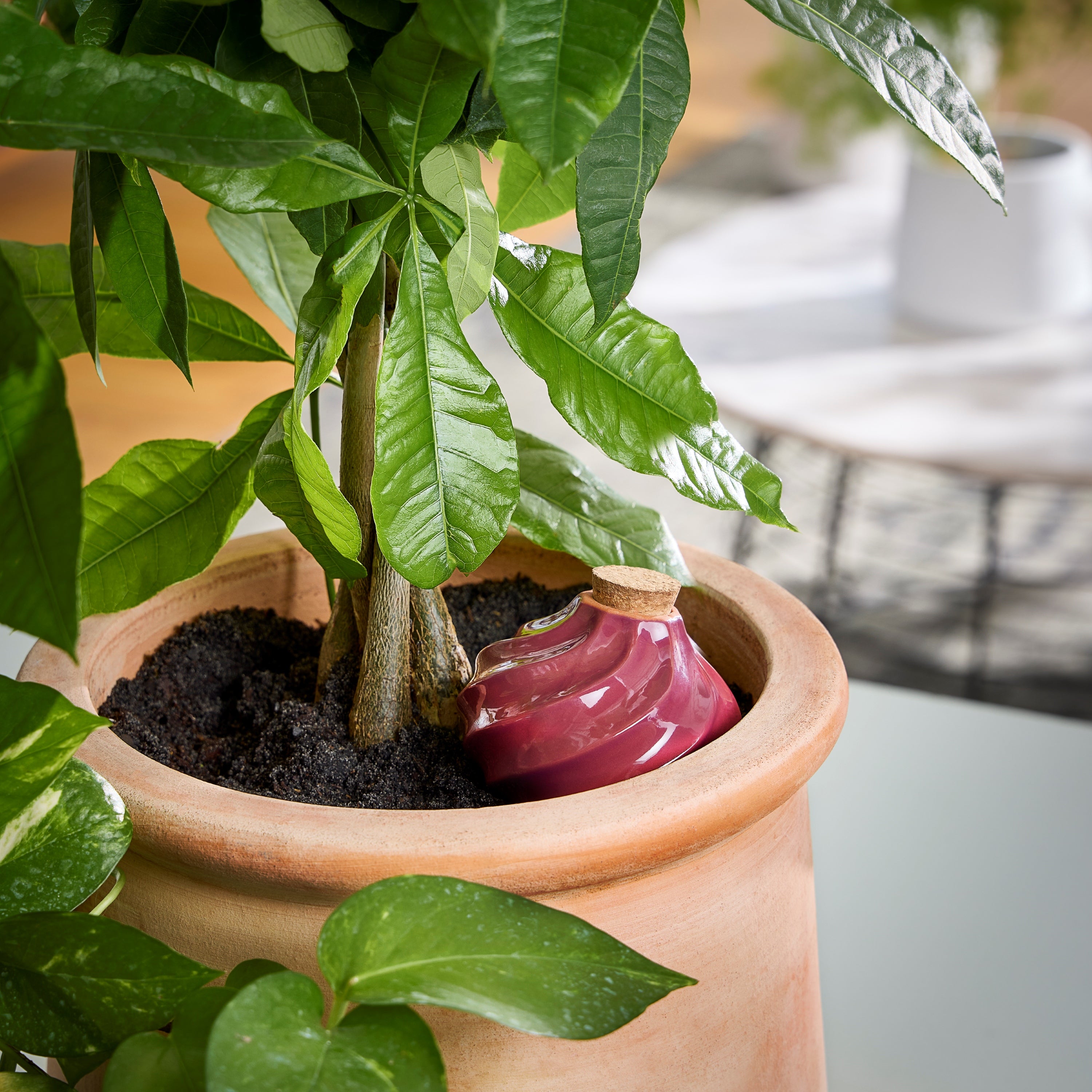 Watering Bulb