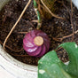 The Modern Sprout Watering Bulb, a purple swirl-shaped self-watering stake with a cork top, is placed in the soil of a potted plant with roots and a green leaf visible nearby.