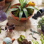 A potted plant on a tiled surface is surrounded by gardening tools, soil, a purple vase, a trowel, self-watering stakes, succulent cuttings, garden shears, an empty pot, and Modern Sprout Watering Bulbs, Variety Pack.
