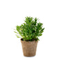 Home Grown Ornaments by Modern Sprout—this charming herb growing kit features a small green plant with narrow leaves nestled in a brown, textured, biodegradable pot. Isolated on a white background, it makes a thoughtful ornament gift for any space.