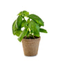 The Modern Sprout Home Grown Ornaments herb growing kit features a small basil plant with vibrant green leaves in a biodegradable brown pot, making it an ideal decorative gift beautifully showcased on a white background.