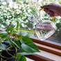 A hand uses the Modern Sprout Handcrafted Borosilicate Glass Watering Can with yellow handles to water a potted green leafy plant on a windowsill, as greenery is visible outside.