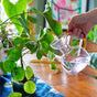 A hand pours water from the Modern Sprout Handcrafted Borosilicate Glass Watering Can, featuring a gold handle, onto a potted plant on a wooden table. Sunlight and vibrant art accent the scene. This elegant can also serves as a plant propagation vessel.