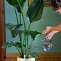 A person waters a tall, large-leafed houseplant in a white pot on a wooden floor using the Handcrafted Borosilicate Glass Watering Can by Modern Sprout, with a green wall and framed painting seen in the background.