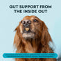 A brown dog balances a heart-shaped treat on its nose. Above, text reads: “Gut support from the inside out.” Below, it explains that Radius OralPro+ Pet Dental & Gut Chew Sticks for Dogs contain FOS prebiotic to promote healthy digestion and provide enzymatic plaque support for your pup’s smile.