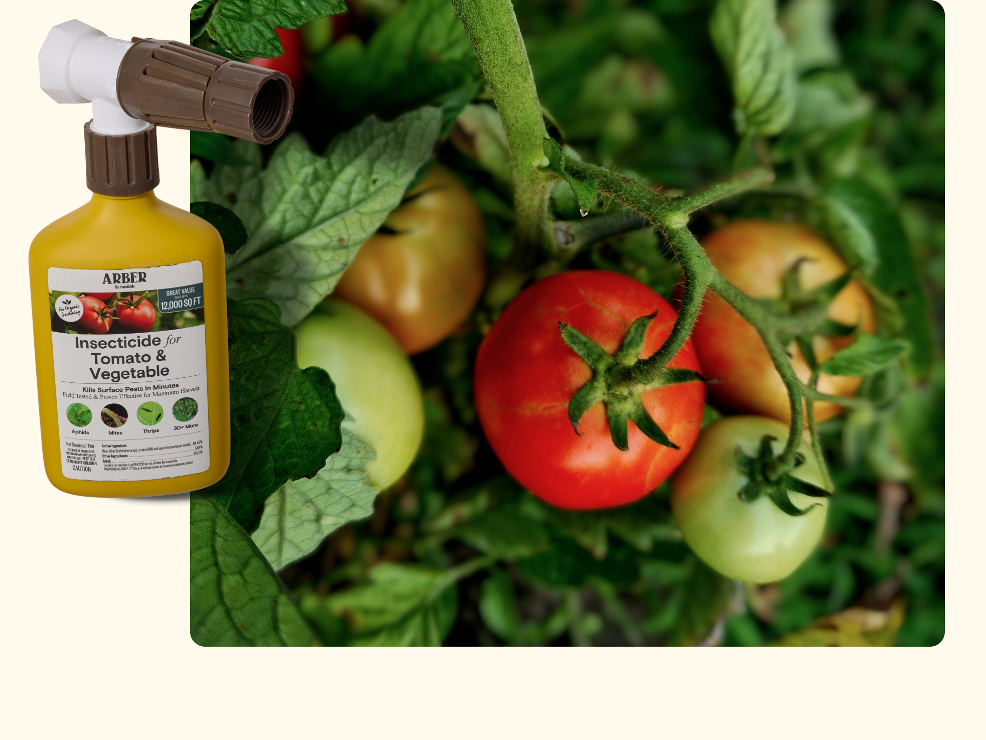 A spray bottle of insecticide for tomatoes and vegetables is shown next to a tomato plant with ripe and unripe tomatoes growing among green leaves.