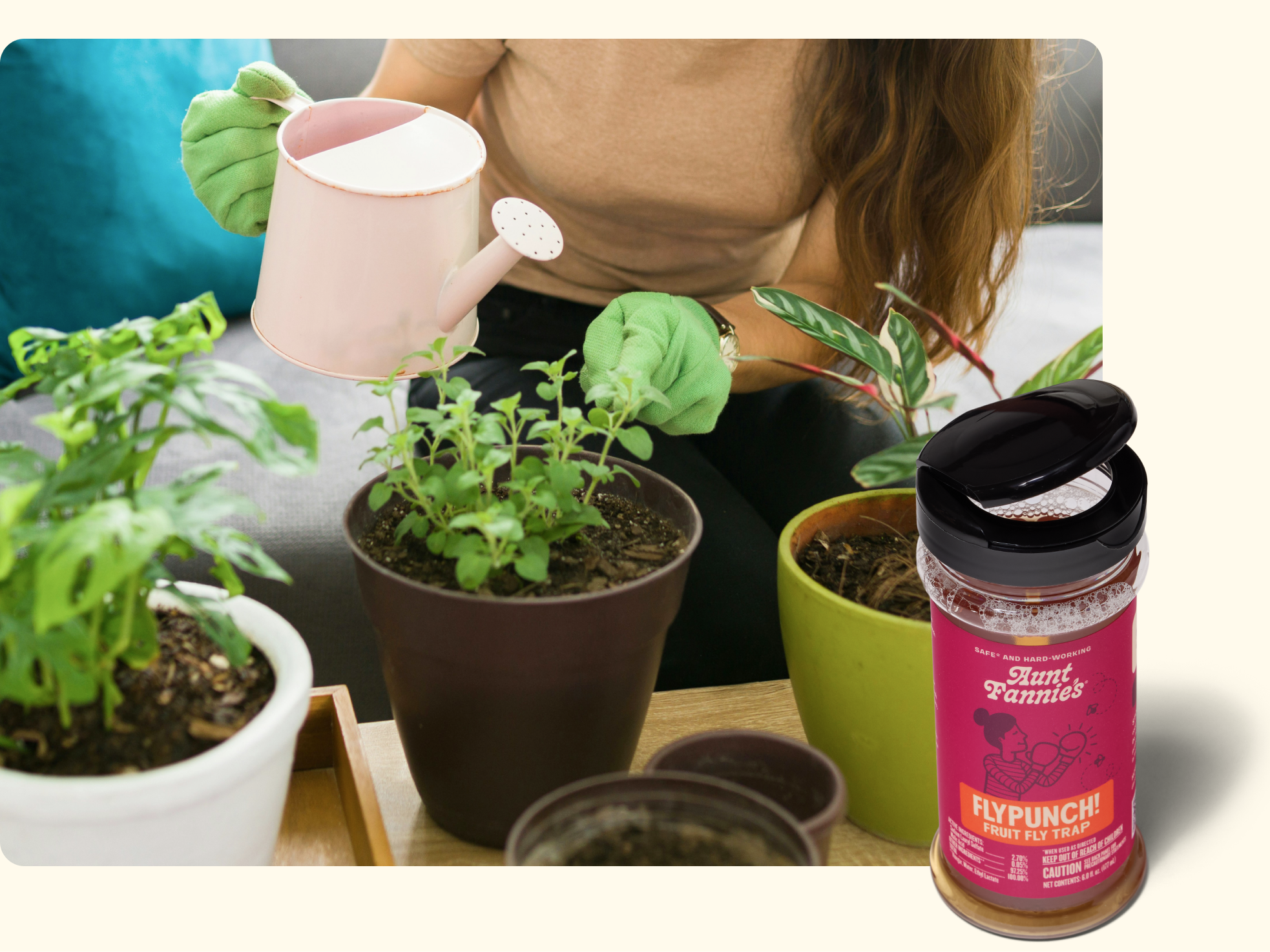 A person wearing green gloves waters potted plants indoors. In the foreground, there is a container of Aunt Fannies FlyPunch! fruit fly trap with a pink label.
