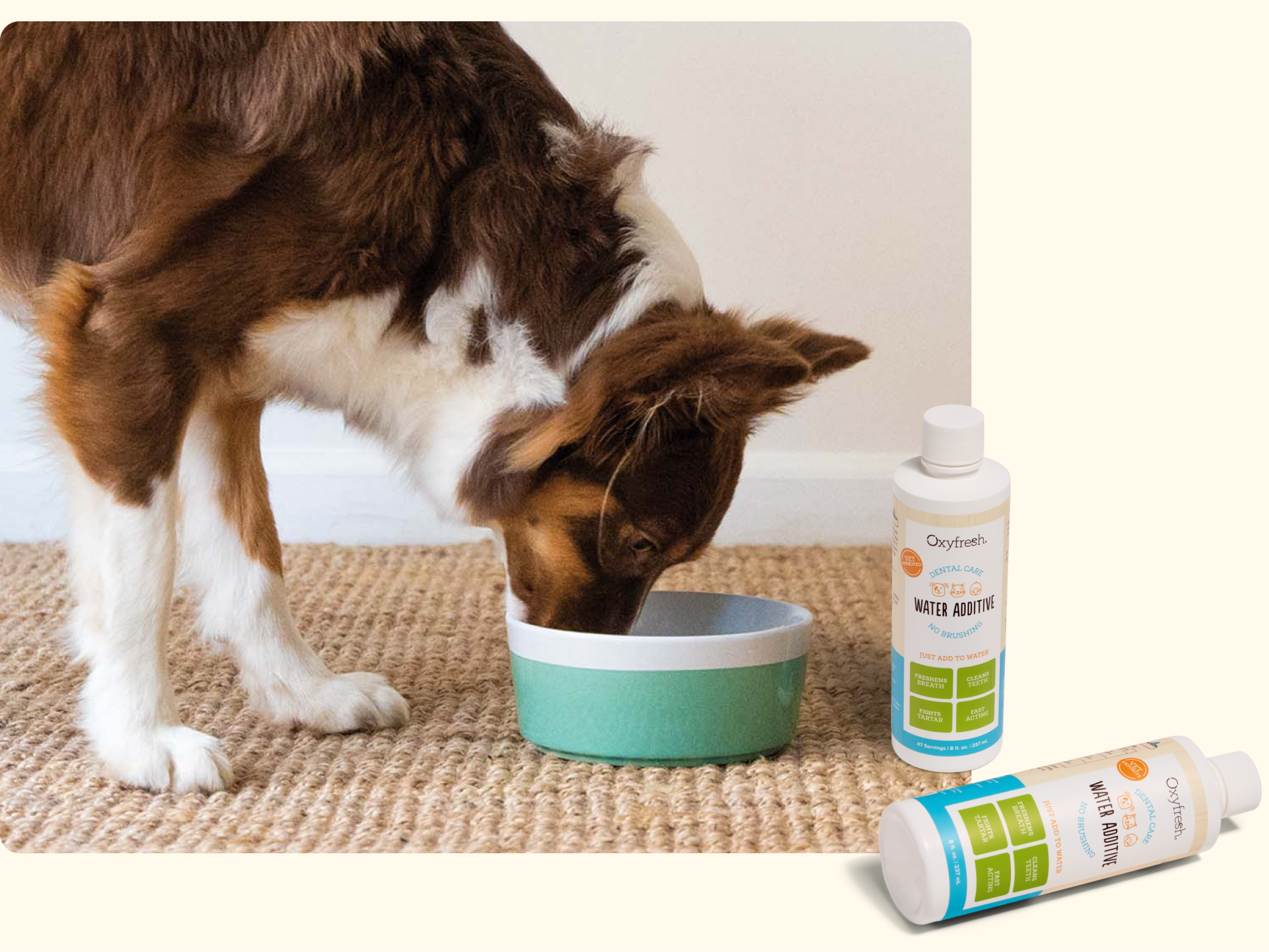 A brown and white dog drinks from a green bowl on a woven carpet. In the foreground, two bottles labeled Oxyfresh Water Additive are shown, one standing and one lying down.