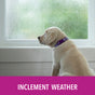 A yellow Labrador puppy in a purple collar sits indoors, watching rain through the window. A magenta bar reads INCLEMENT WEATHER, featuring Puppy Go Pottys Potty Natural Paper Fiber Dog Litter—an earth-friendly puppy pad alternative for your home.