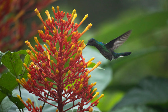 A hummingbird with iridescent green feathers hovers near a vibrant red and yellow flower, surrounded by lush foliage—a scene evoking the natural beauty preserved through Indigenous-led forest conservation efforts supported by Grove Co.’s Forest and Biodiversity Protection initiative.