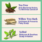 Three labeled sections show: tea tree oil (minimizes dandruff with anti-bacterial action), willow bark (exfoliates for effective dandruff care), and xylitol leaves (soothes scalp)—all in The Powder Shampoo’s Exfoliating Shampoo.