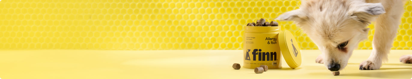 A light-colored dog sniffs a treat on a yellow surface next to an open yellow container labeled Finn with treats inside and scattered around, against a yellow honeycomb-patterned background.