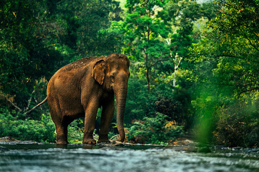 An elephant standing in shallow water, surrounded by lush green forest and trees, with sunlight filtering through the foliage.