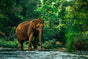 An elephant standing in shallow water, surrounded by lush green forest and trees, with sunlight filtering through the foliage.