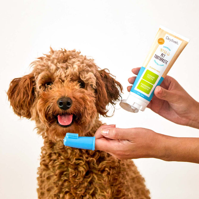 Oxyfresh Pet Plaque Fighting Toothpaste Brush Grove Collaborative