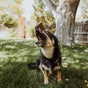 A black and tan dog sits on green grass in a backyard, mouth open and eyes focused as a treat hovers above its nose, ready to catch it. Trees and a wooden fence are visible in the background.