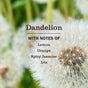 Close-up of dandelion seed heads on green stems. Text: Mrs. Meyer’s Dish Soap features dandelion with notes of lemon, orange, spicy jasmine, and iris—perfect as a natural degreaser.