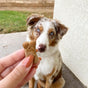A brown and white dog with blue eyes sits on a patio, looking intently at a hand holding a bone-shaped dog treat in the foreground.