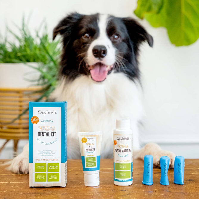 Oxyfresh Pet Dental Kit Small Grove Collaborative